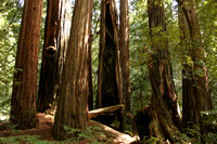 Big Basin Redwoods SP0729812