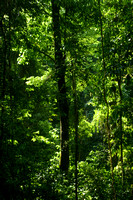 Corcovado NP, Jungle, V040123-9489