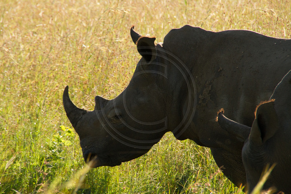 Kruger NP, White Rhinoceros120-6511
