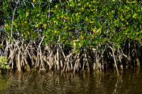 Isla Carmen, Ballandra Bay, Mangroves030204-1076