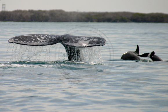 Whale Flukes and Dolphin Tails