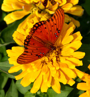 College Station, Bush Library, Flowers, Butterfly031102-3200
