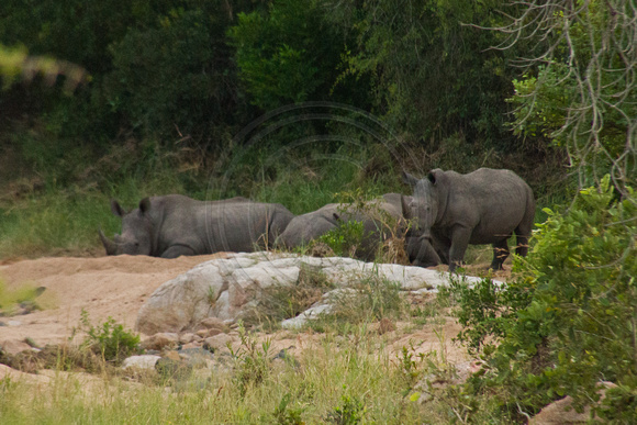 Kruger NP, Rinoceros120-6584