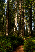 Redwood NP, Lady Bird Johnson Grove V140-9650