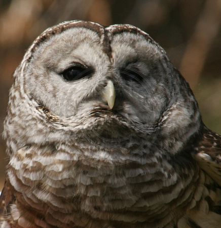 Center for Wildlife, Great Horned Owl0730416a