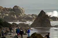 Golden Gate NRA, Muir Beach112-3754
