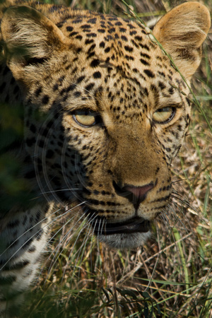 Kruger NP, Leopard120-6382