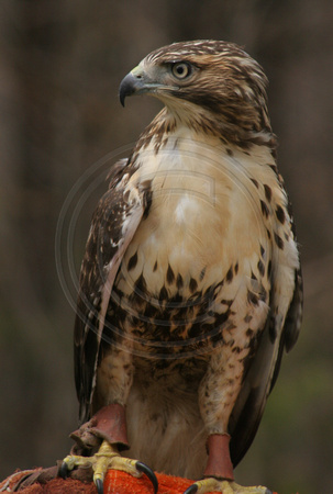 Center for Wildlife, Red Tailed Hawk V0730353a