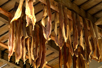 Mageroy Island, Kamoyvaer, Cod Drying1041311a