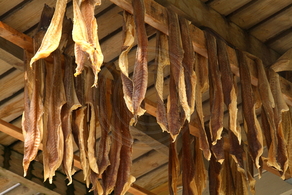 Mageroy Island, Kamoyvaer, Cod Drying1041311a