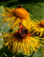 Herdalssetra, Flowers, Butterfly1042886b