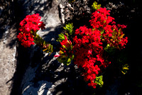 Cape Town, Table Mtn, Flowers120-6172