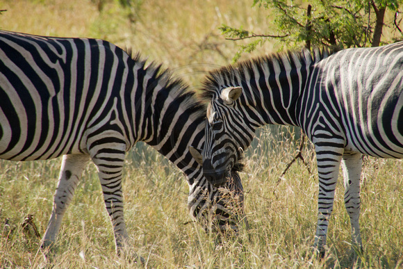 Kruger NP, Zebras120-6439