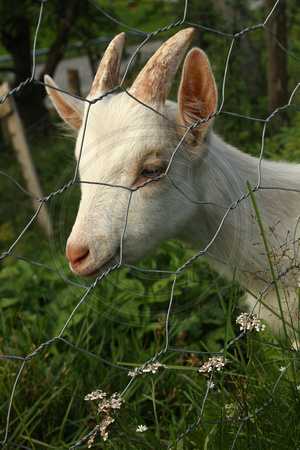Herdalssetra, Goat V1042928a