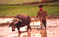 Plowing Rice Paddy