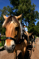 Oslo, Norsk Folkemuseum, Horse, Cart V1044101a