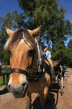 Oslo, Norsk Folkemuseum, Horse, Cart V1044101a