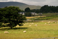 Eastern Ireland Countryside, Sheep1038571