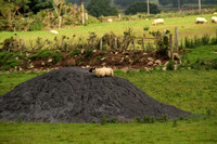 Eastern Ireland Countryside, Sheep1038568a
