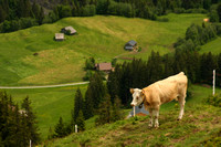 Grindelwald Valley, Cow0942348