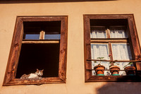 Plovdiv, Old Town, Windows, Cat S -9015