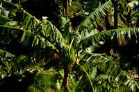 Roseau, Banana Tree120-4365