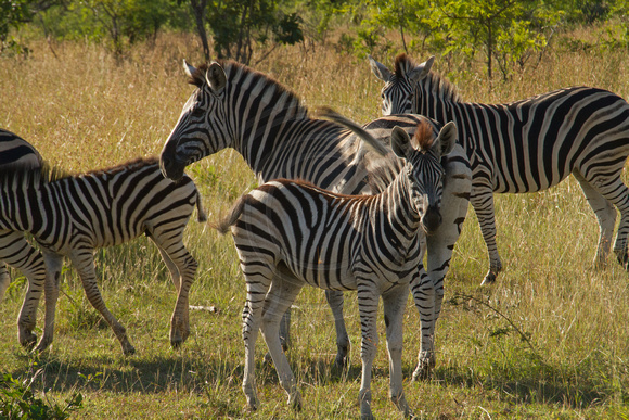 Kruger NP, Zebras120-6463