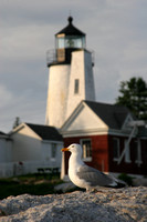 Pemaquid Point Lighthouse V0689050a