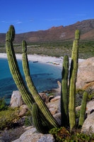 Bonanza Beach, Cactus107-0773