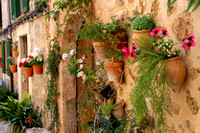 Mallorca, Valldemossa, Wall Flowers1033945a