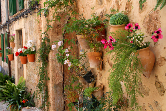 Mallorca, Valldemossa, Wall Flowers1033945a