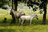 Eastern Guatemala, Ranch, Horses1117277a