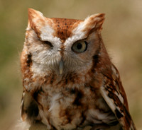 Center for Wildlife, Eastern Screech Owl0730444a