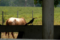 Eastern Guatemala, Ranch, Bird1117275