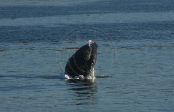 Icy Strait, Humpback Whale0820416a