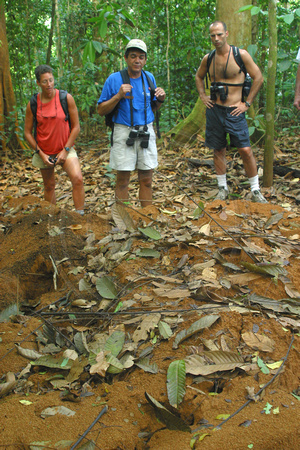 Corcovado NP, Leafeater Ant Colony, V040123-9477a
