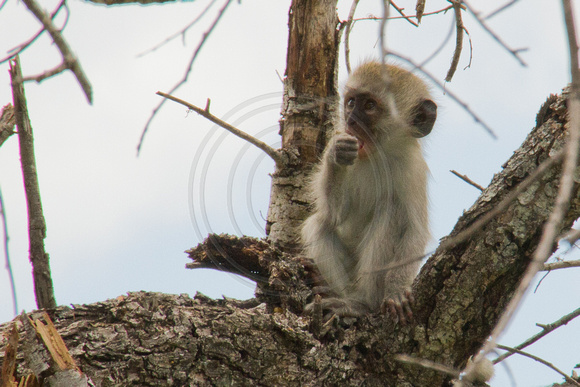 Kruger NP, Vervet Monkey120-7082