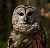 Center for Wildlife, Great Horned Owl0730419a