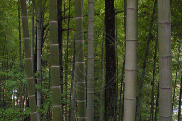 Tankou, Bamboo, Forest020405-6313