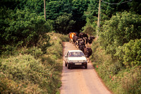 Toormore, Cows in Road S -0284