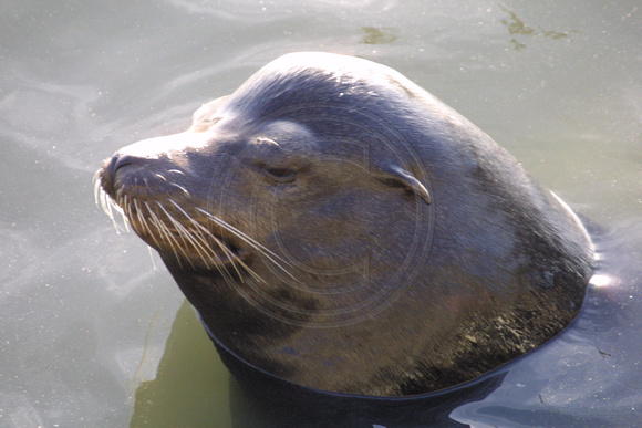 Ensenada, Sea Lion, Serious101-0187
