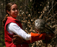 Center for Wildlife, Great Horned Owl0730417a