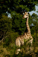 Kruger NP, Giraffe V120-6371