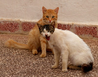Sifnos, Apollonia, Cats1016890a