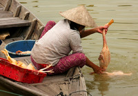 Hoi An, Cleaning Ducks in River0951386b