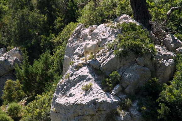 Northern Sardinia, Mountain Goat1028384a