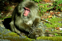 Yakushima, Monkeys0831148