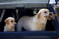 Skagway, Dogs020708-4768