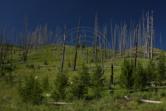 Cooke City, Forest Fire Damage0825803