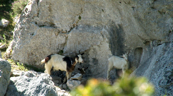 Northern Sardinia, Mountain Goat1028395a